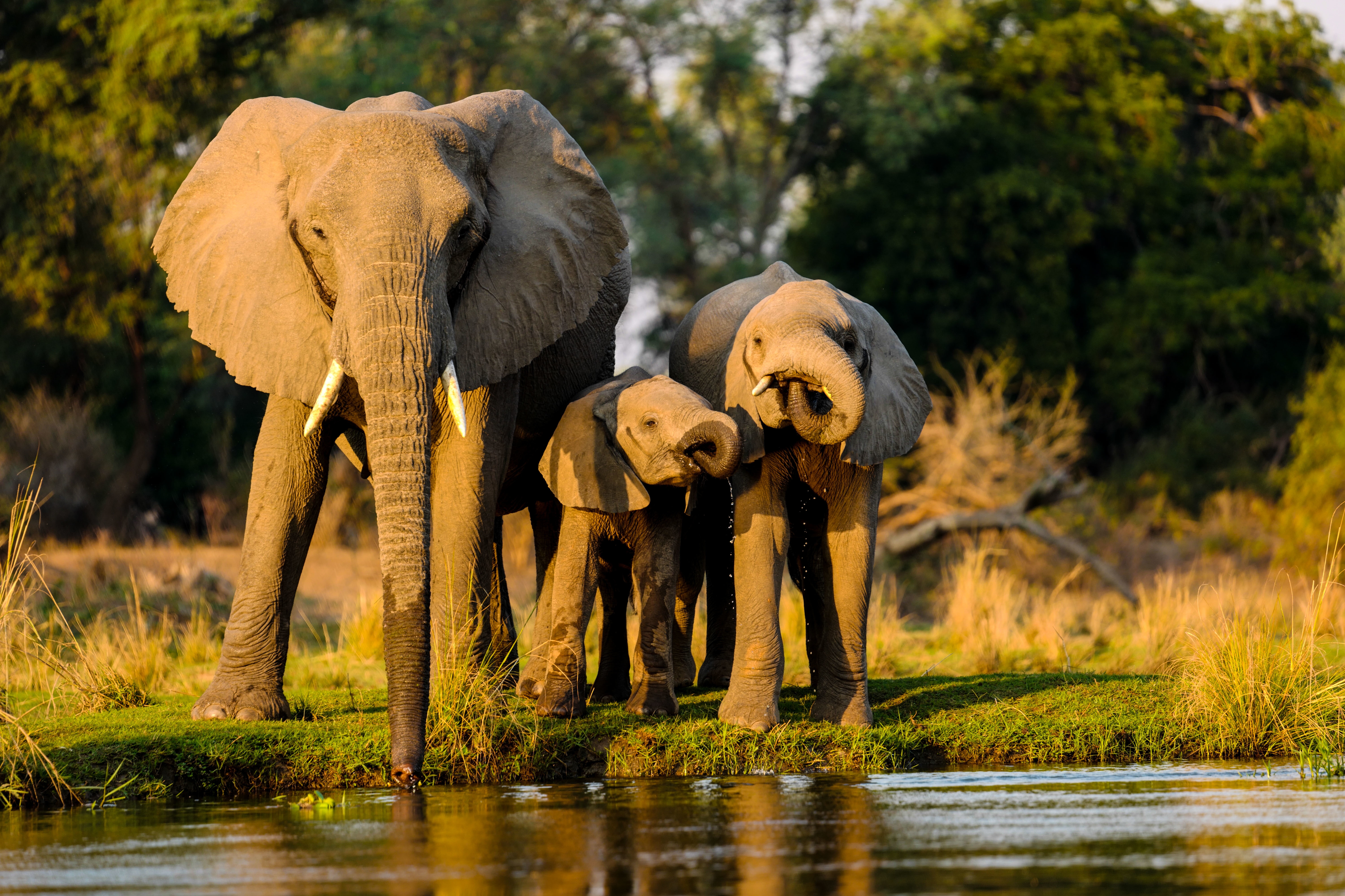 Safari Expedition