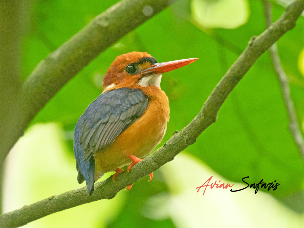 Bird Watching Uganda