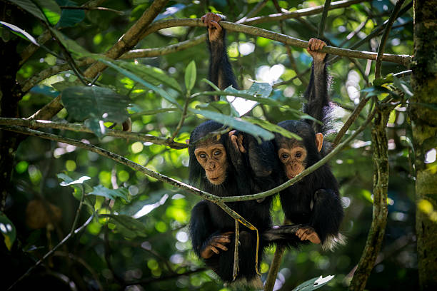 Primate Trekking
