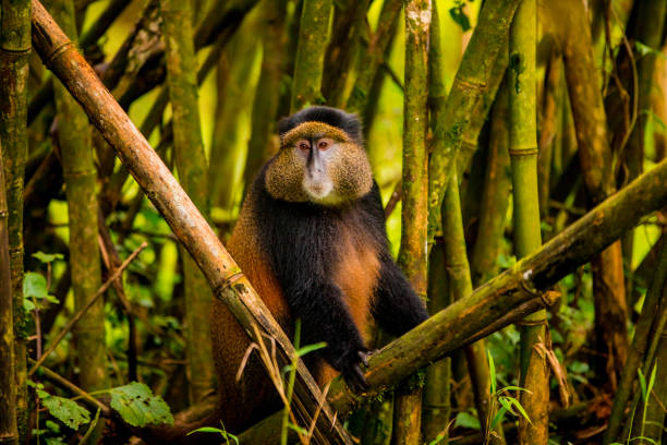 Golden Monkey