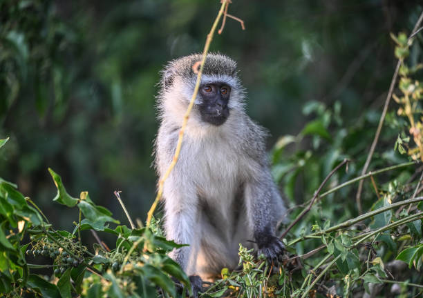 Uganda Wildlife
