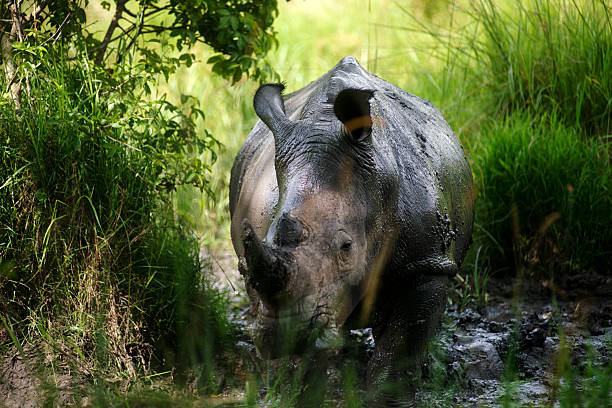 Rhino Conservation