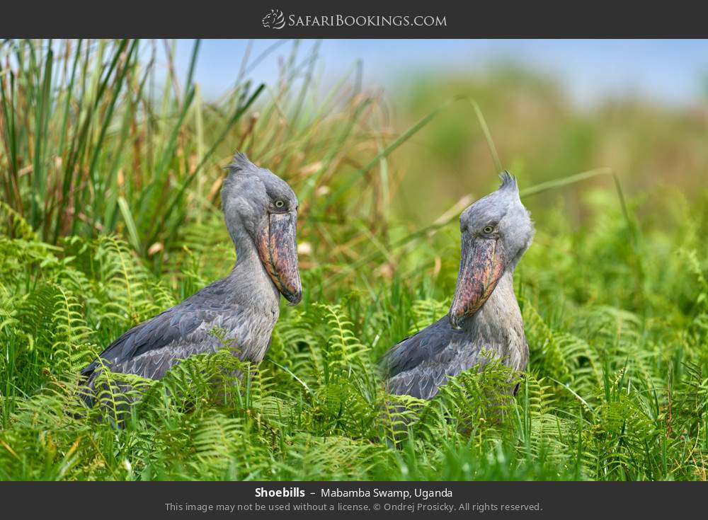 Shoebill