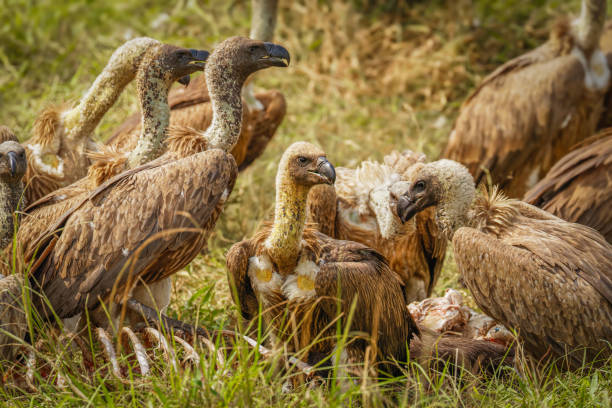 Uganda Birding Safari